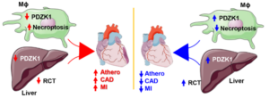 Pathways contributing and preventing heart disease diagram